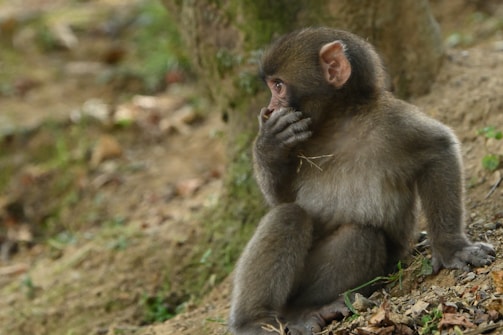 A young monkey sits on the ground with one hand near its mouth, looking towards the right. The background is a natural environment with trees and scattered leaves, suggesting a forest habitat. The monkey appears thoughtful or curious.