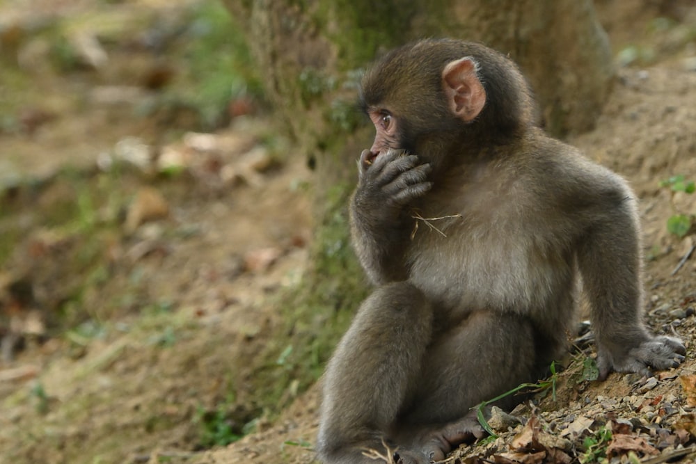 um pequeno macaco sentado no chão ao lado de uma árvore