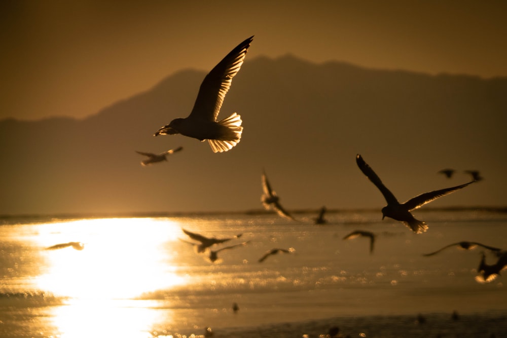 a flock of birds flying over a body of water