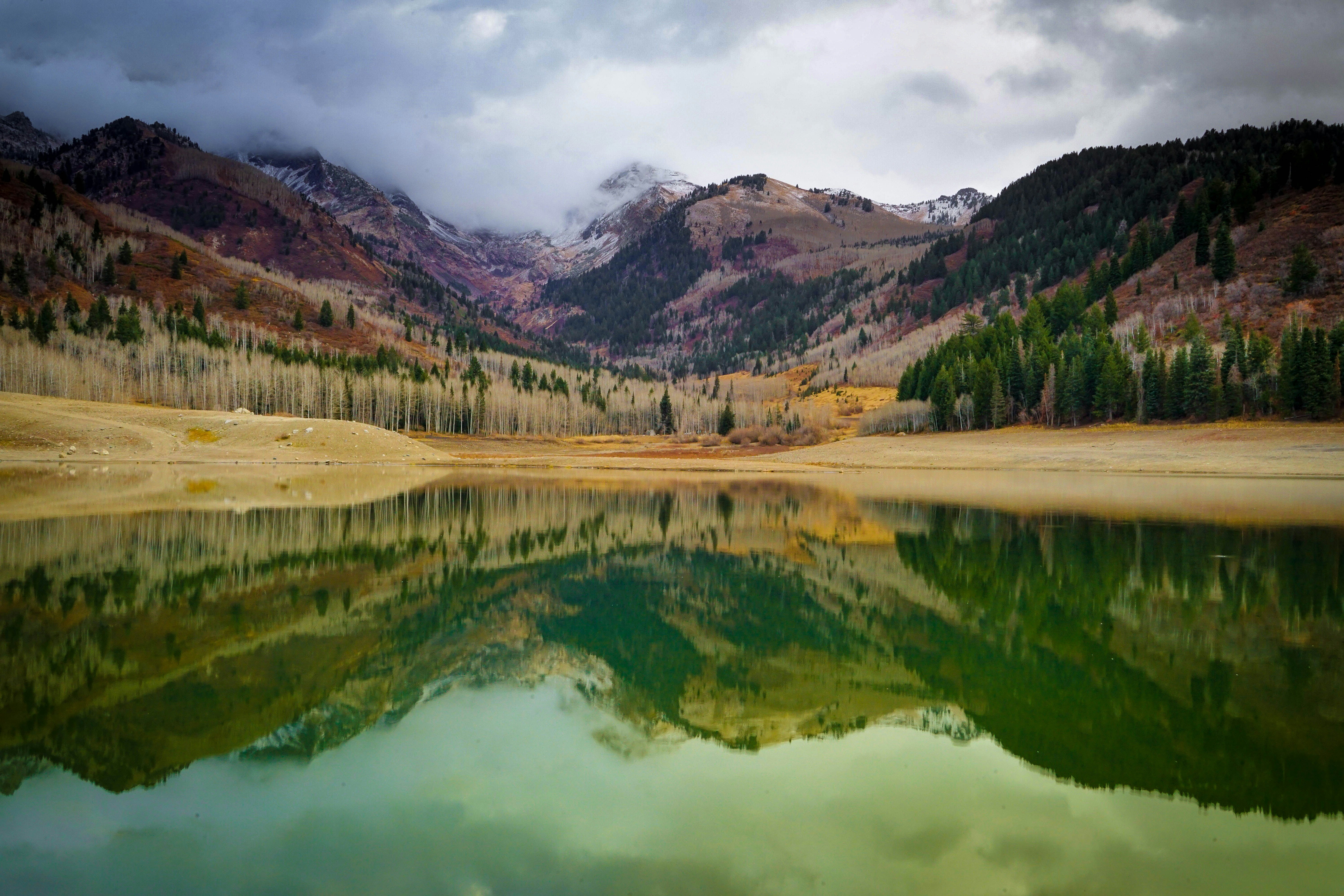 Choose from a curated selection of tree photos. Always free on Unsplash.
