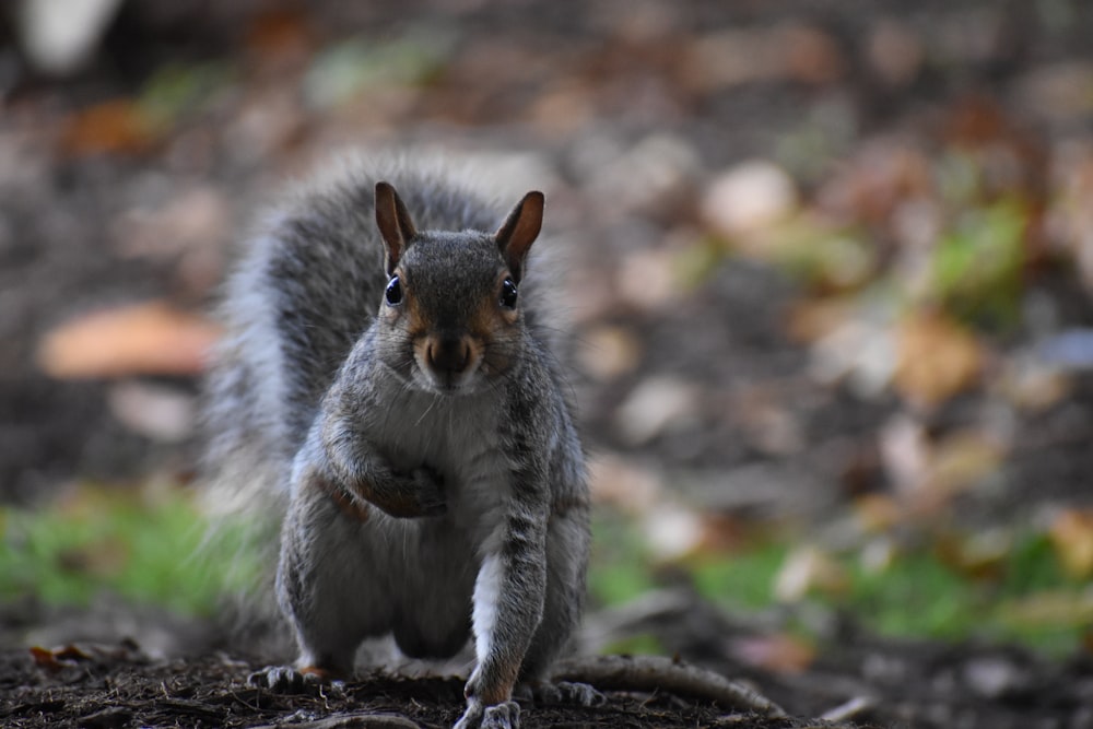 a squirrel is standing on its hind legs