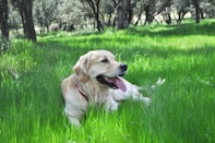 a dog laying in a field of green grass