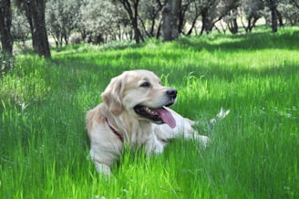 a dog laying in a field of green grass