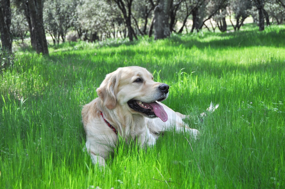Ein Hund liegt in einem Feld mit grünem Gras