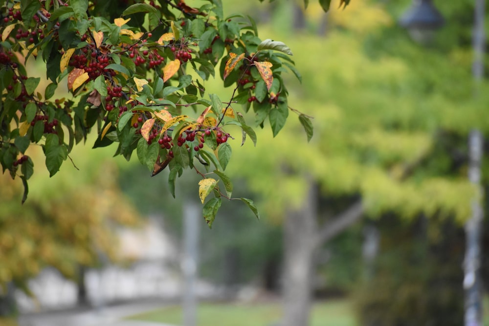 a tree with red berries hanging from it's branches