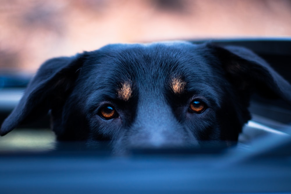 a close up of a dog looking out of a car window