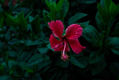 A vibrant red hibiscus flower standing out against lush green foliage.