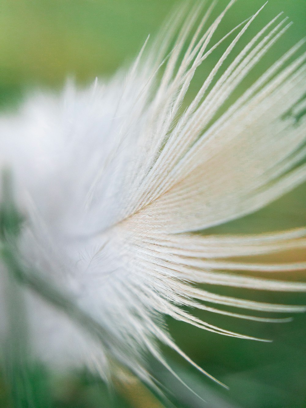 a close up of a white feather on a green background