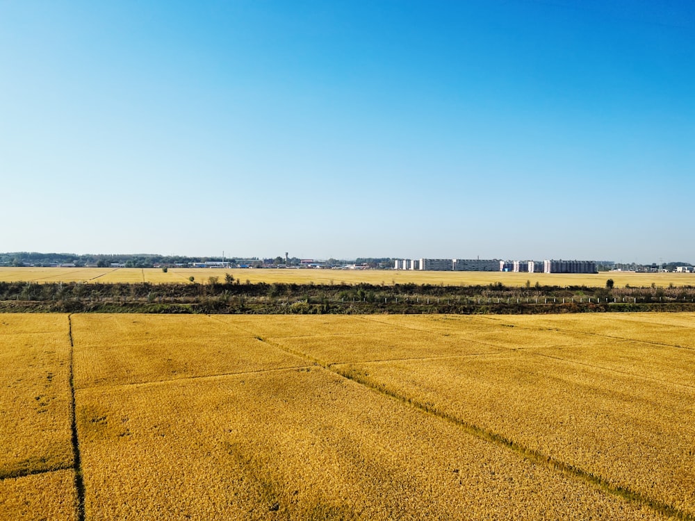 a large field of yellow grass with buildings in the distance