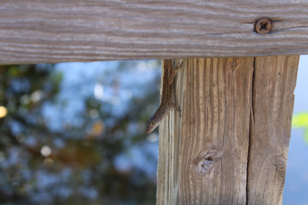 a lizard on a wooden fence with a blurry background