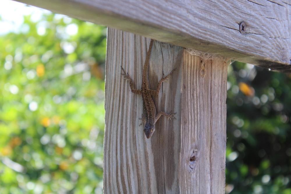 a lizard that is sitting on a wooden post