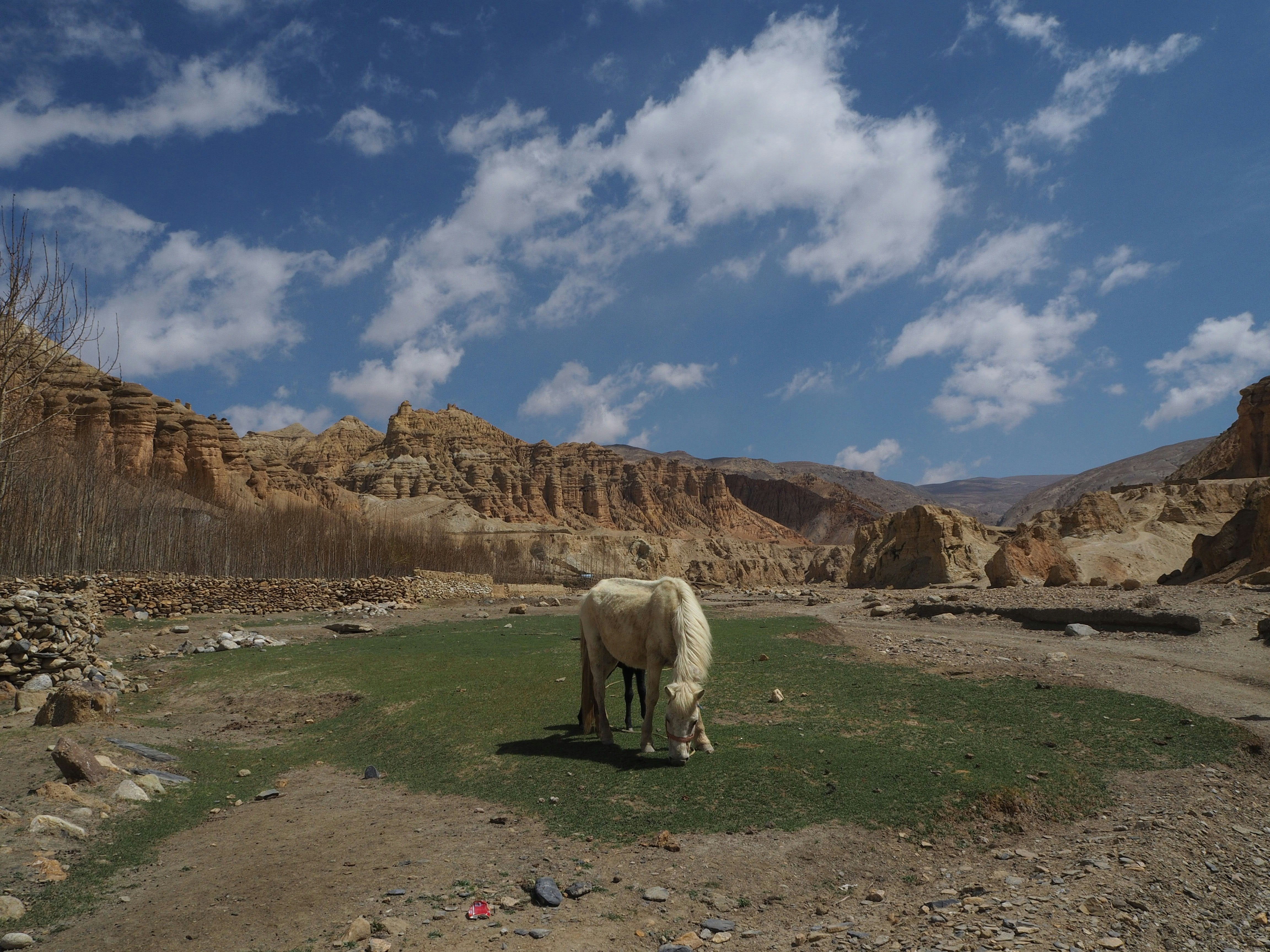 Mustang Trek related