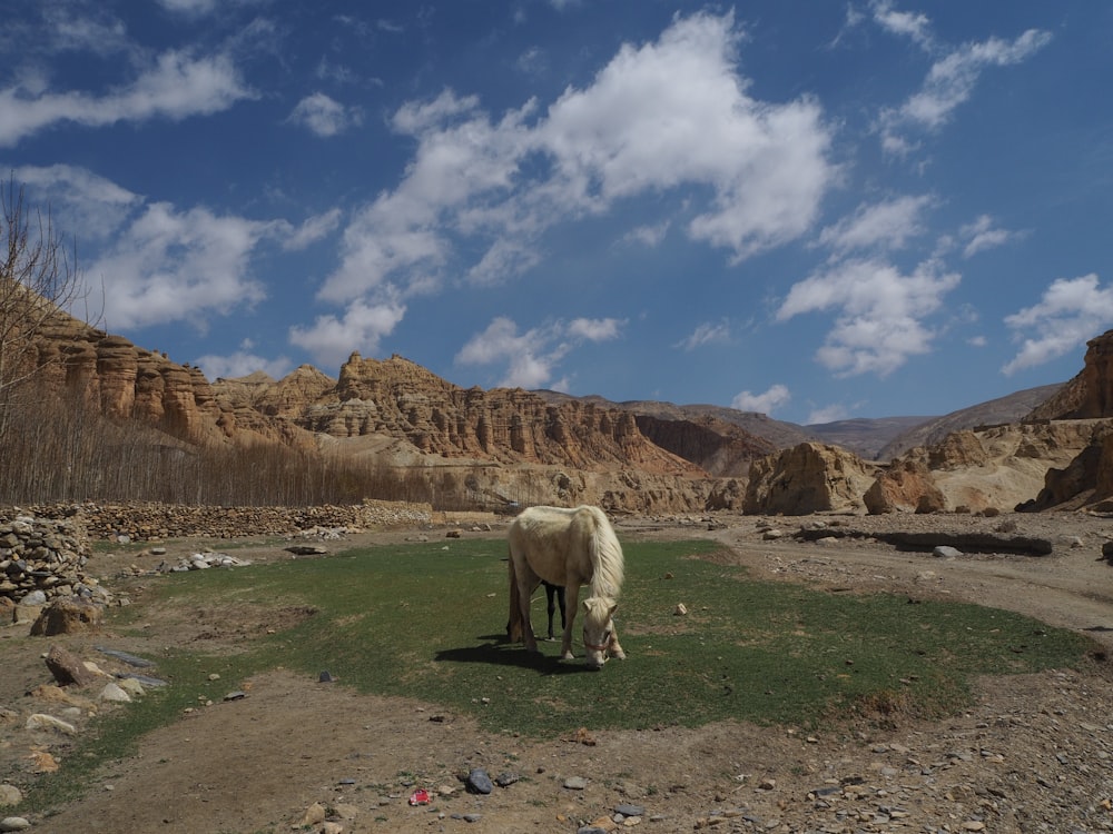 a white horse standing on top of a lush green field