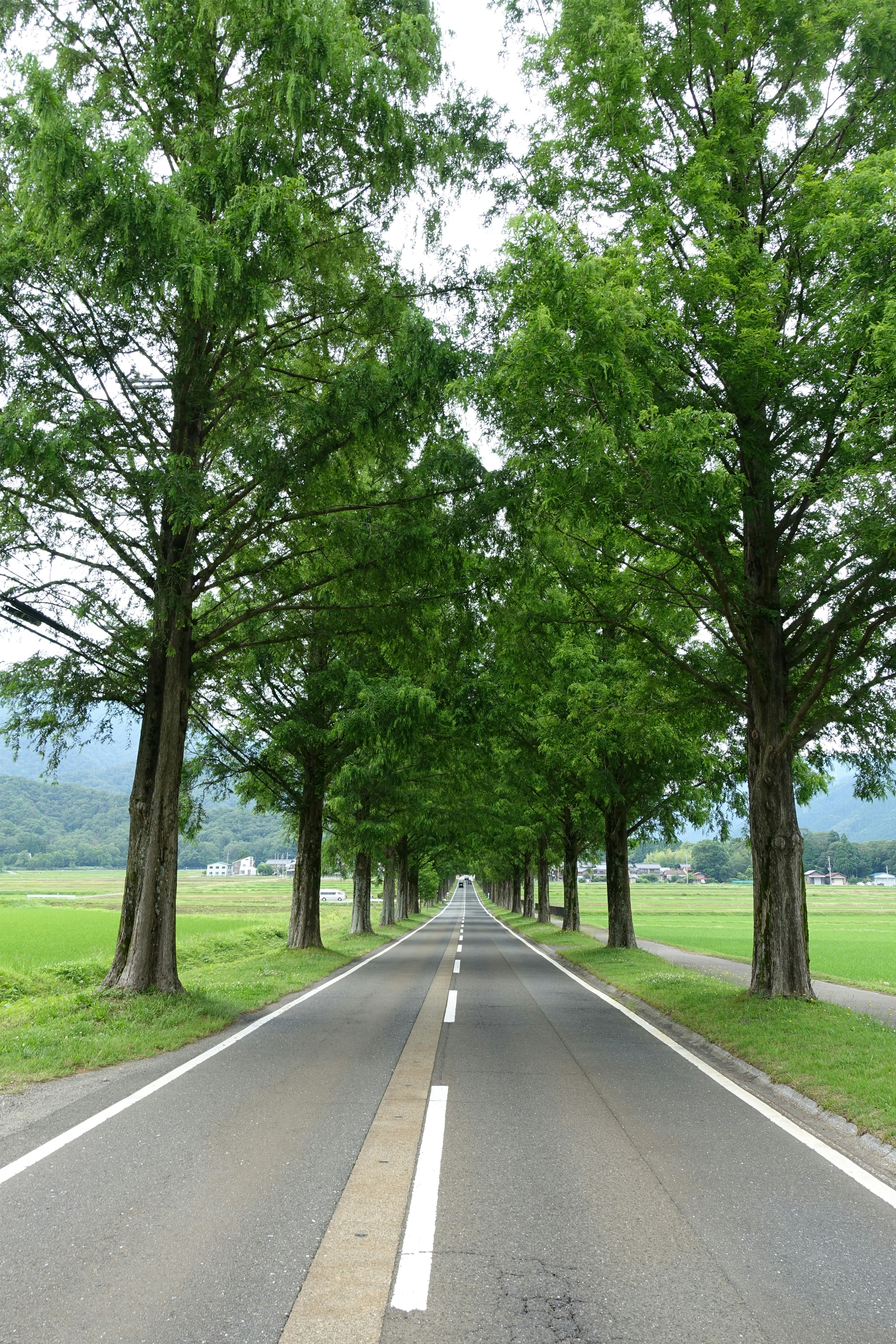 Photo by japanese_furseal