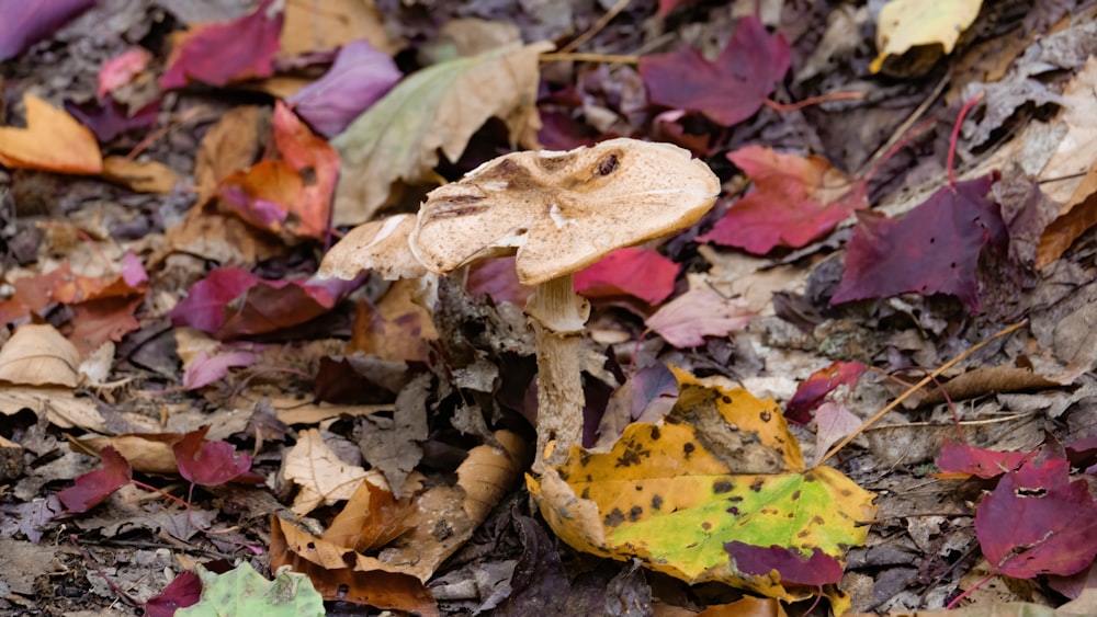 a close up of a mushroom on the ground