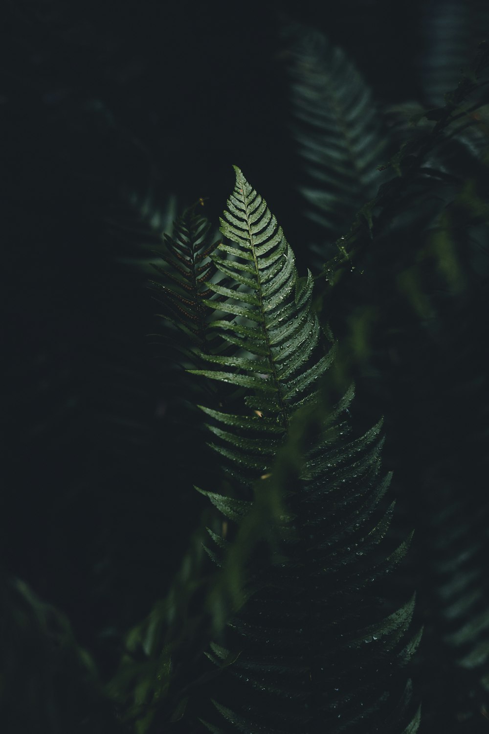 a fern leaf is shown in the dark