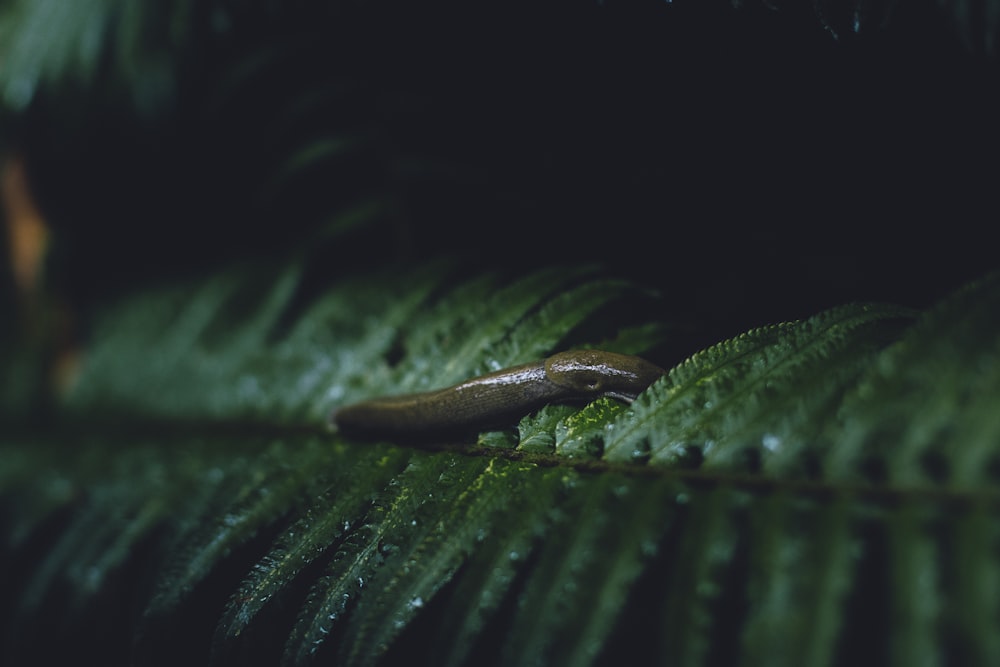 a slug crawling on a green leaf in the dark