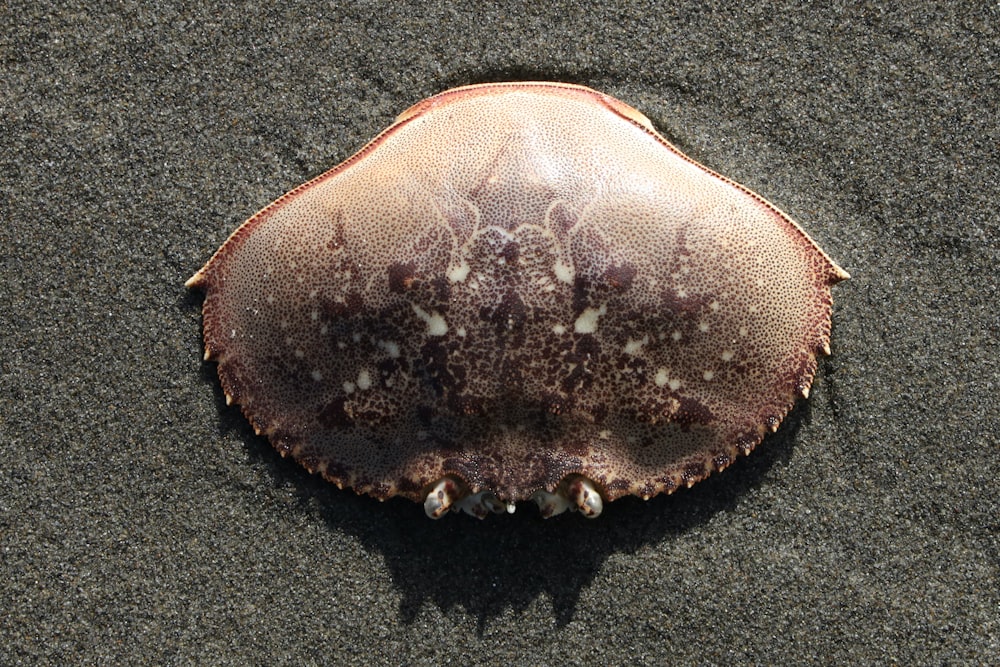 a close up of a jellyfish on a beach