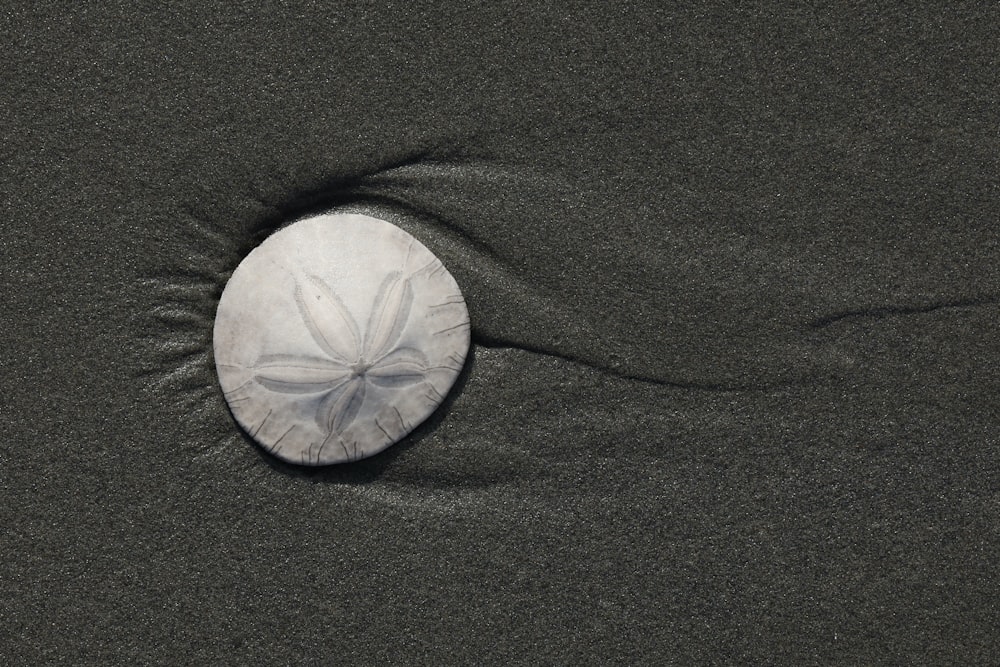a sand dollar sitting on top of a sandy beach