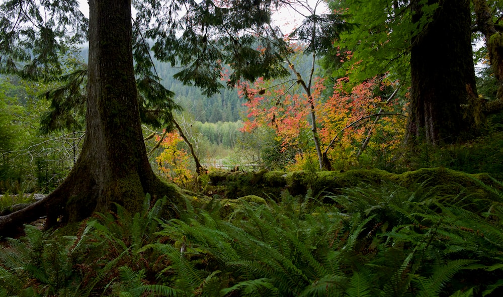 a forest filled with lots of trees and ferns