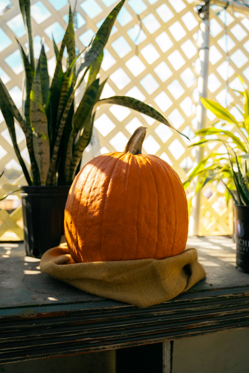 a pumpkin sitting on top of a table next to a potted plant