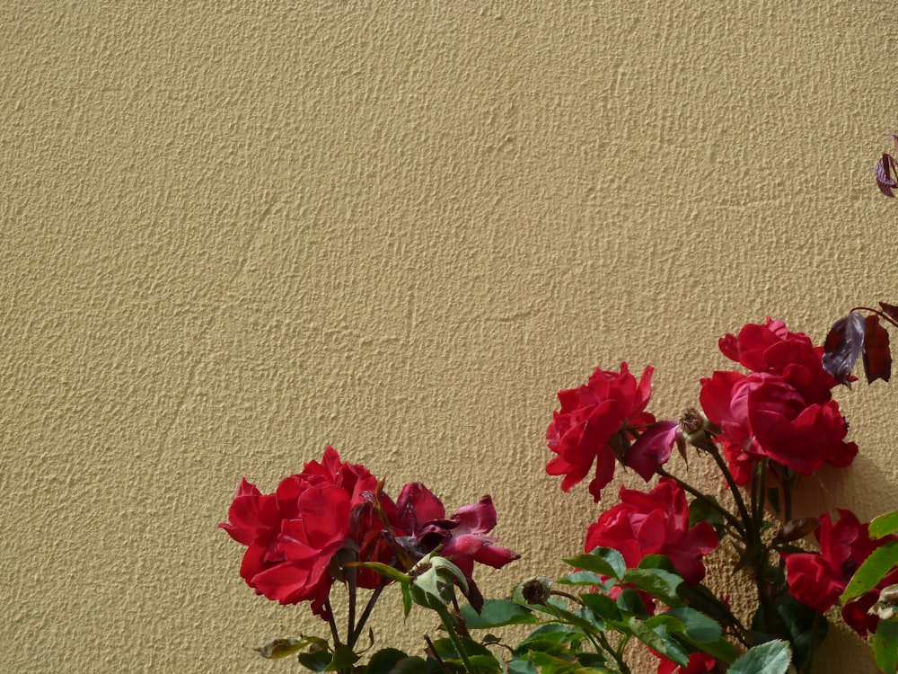 a vase filled with red flowers next to a wall