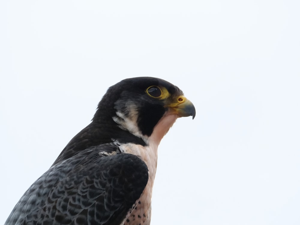 a bird of prey is perched on a branch