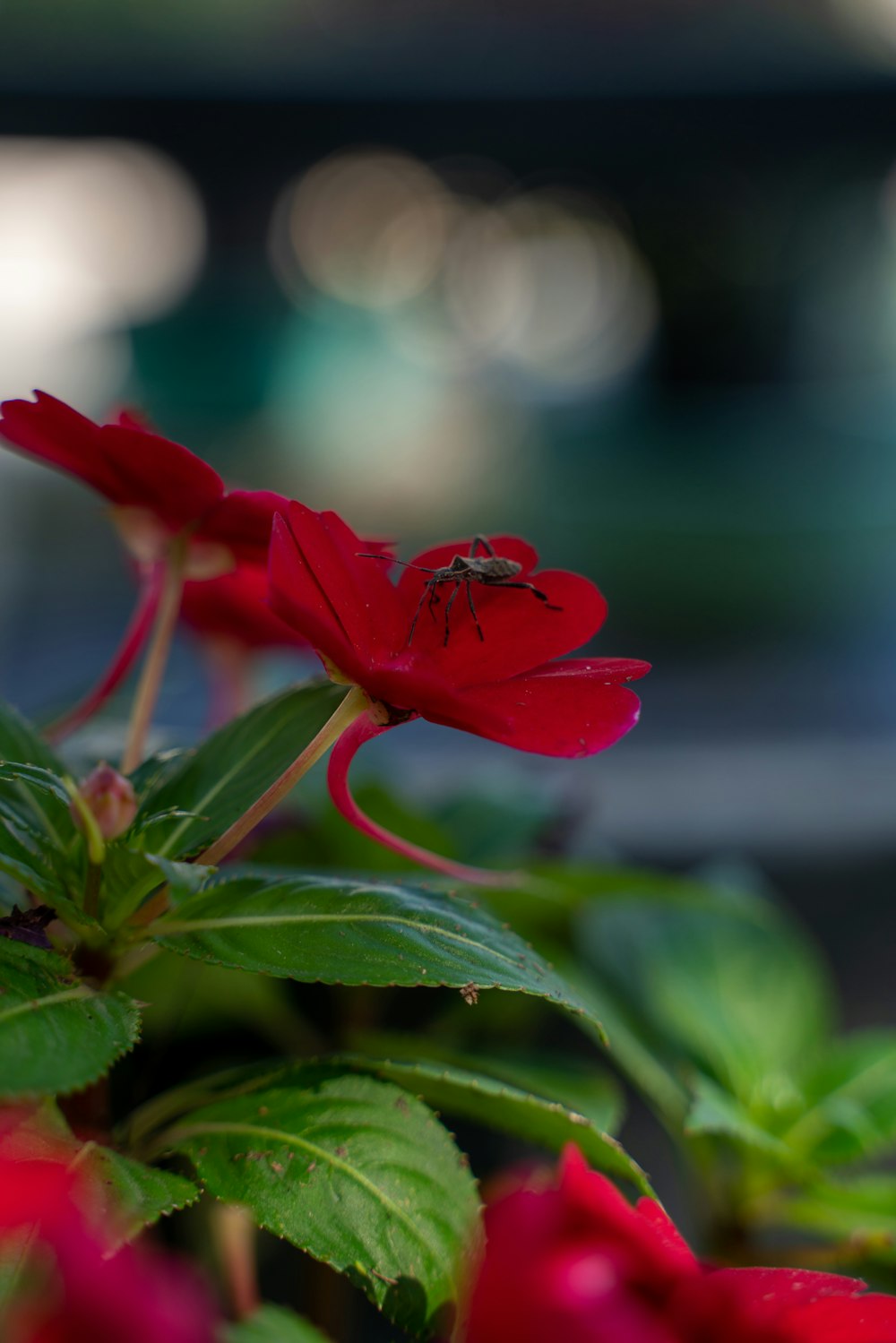 a close up of a red flower with green leaves