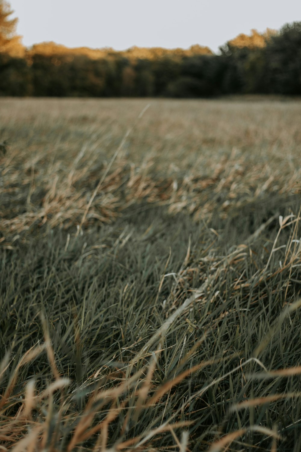 a field of tall grass with trees in the background