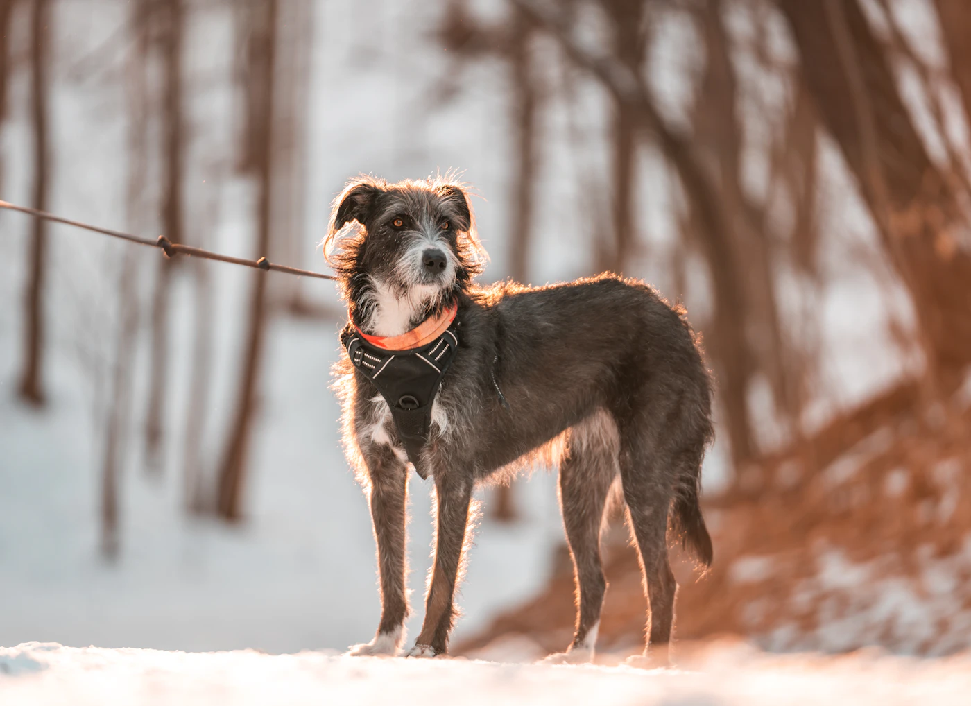 A dark coated dog on a leash standing on a snowy wooded trail in Canada