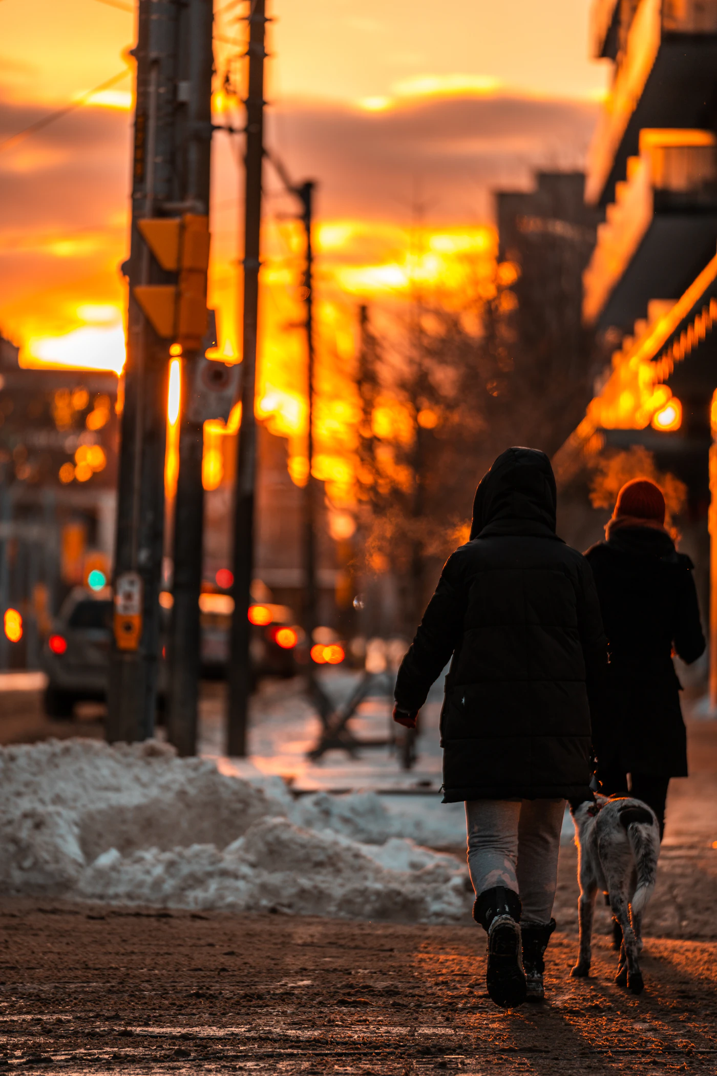 Two people walking a calm dog on a leash along a city street