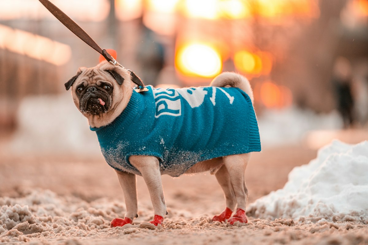 Small dog wearing a blue sweater and red dog shoes