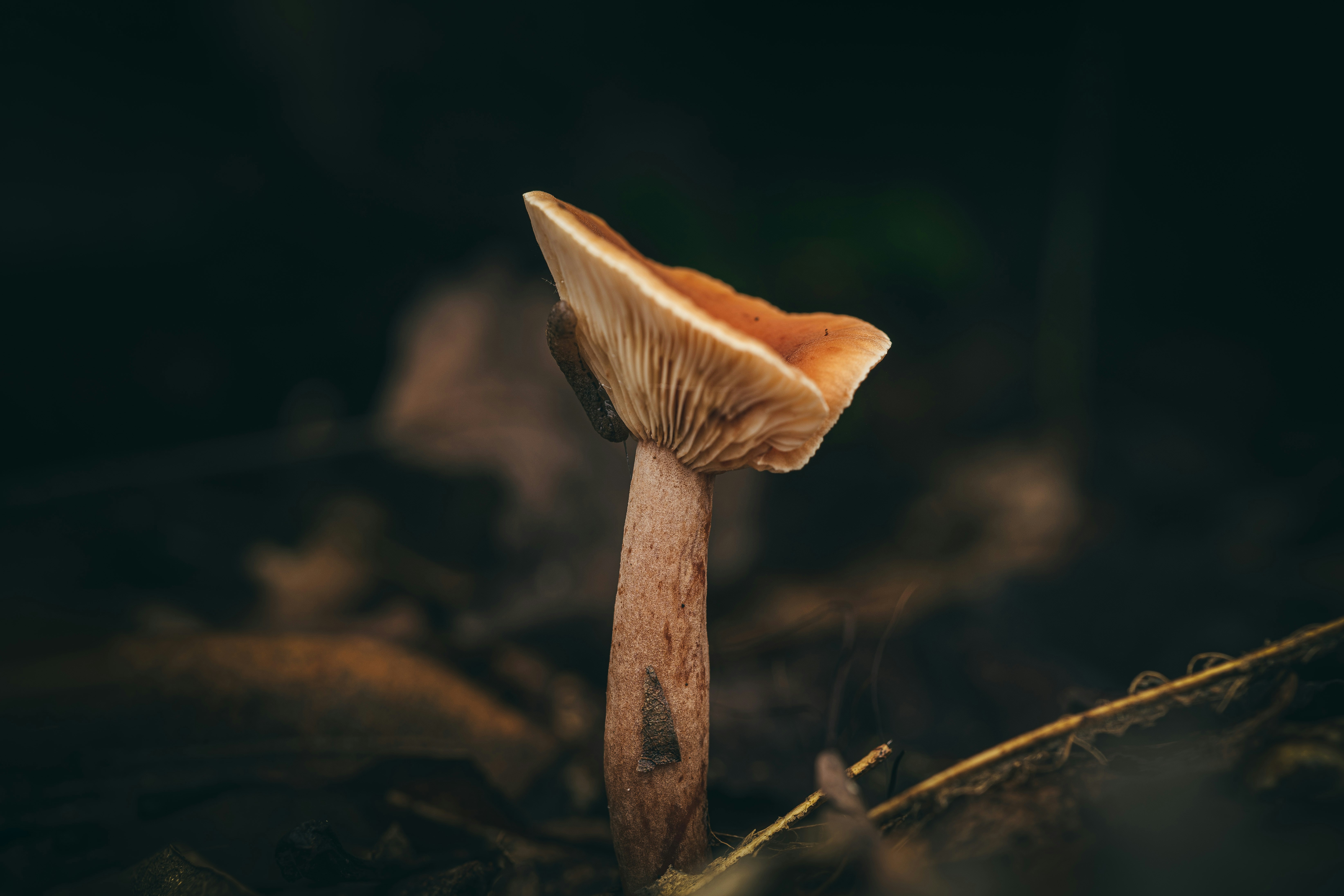 Photo by timothycdykes