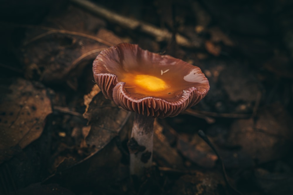 a close up of a mushroom on the ground