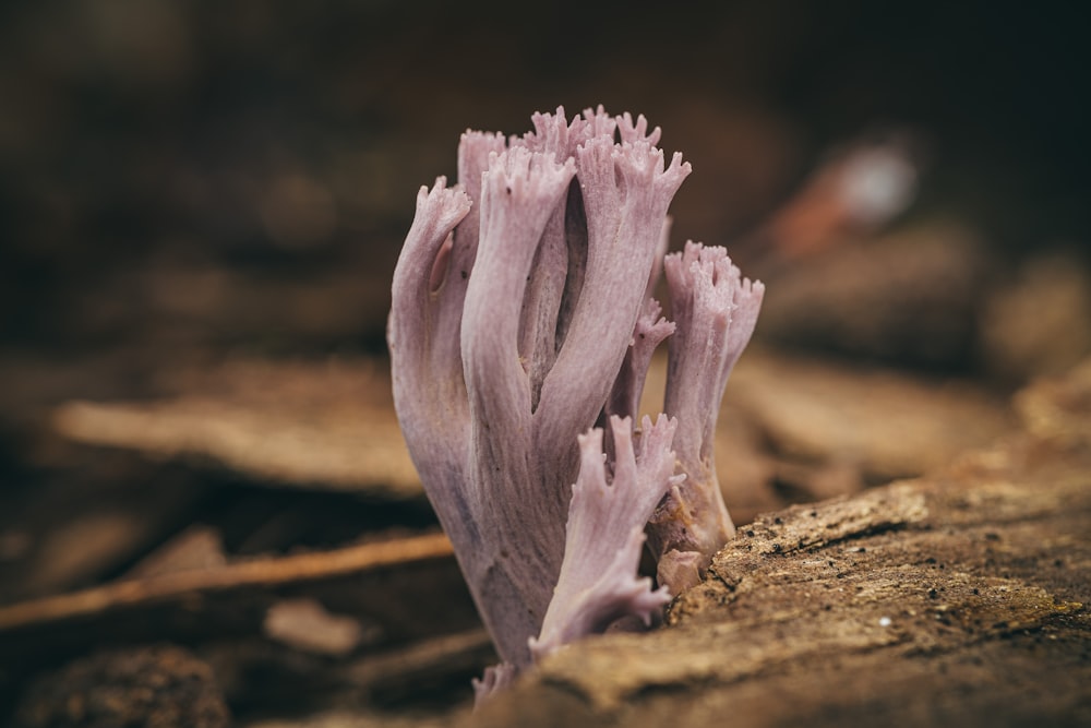Un primer plano de una planta púrpura en el suelo
