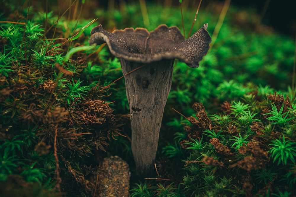a close up of a mushroom on a tree stump
