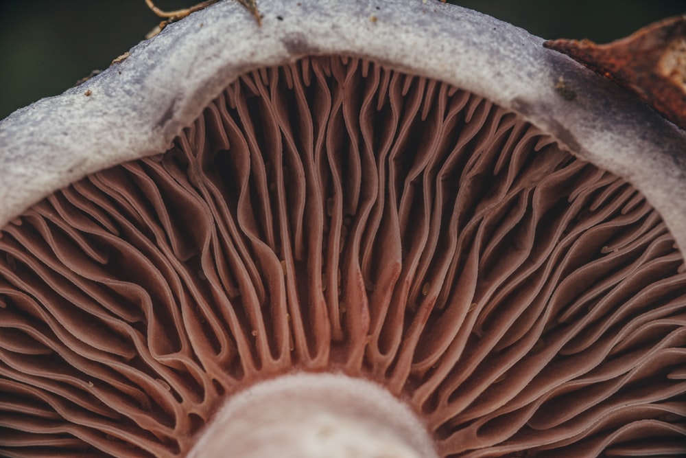 a close up of a mushroom on a tree