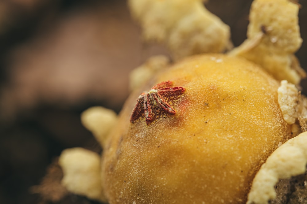 a close up view of a rotten orange