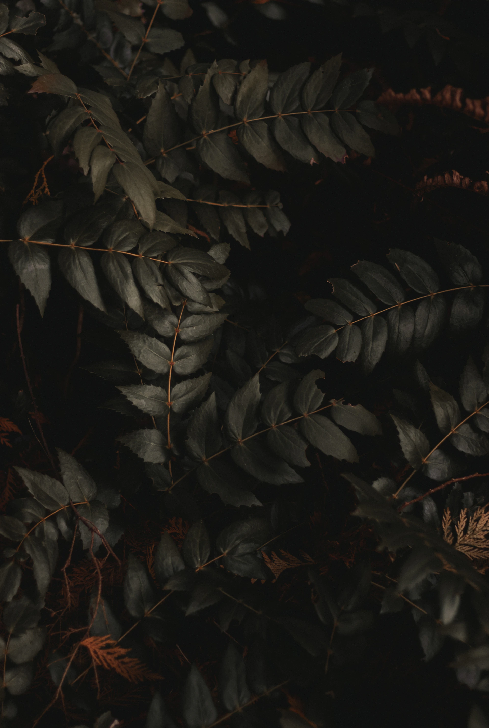 a close up of a plant with lots of leaves