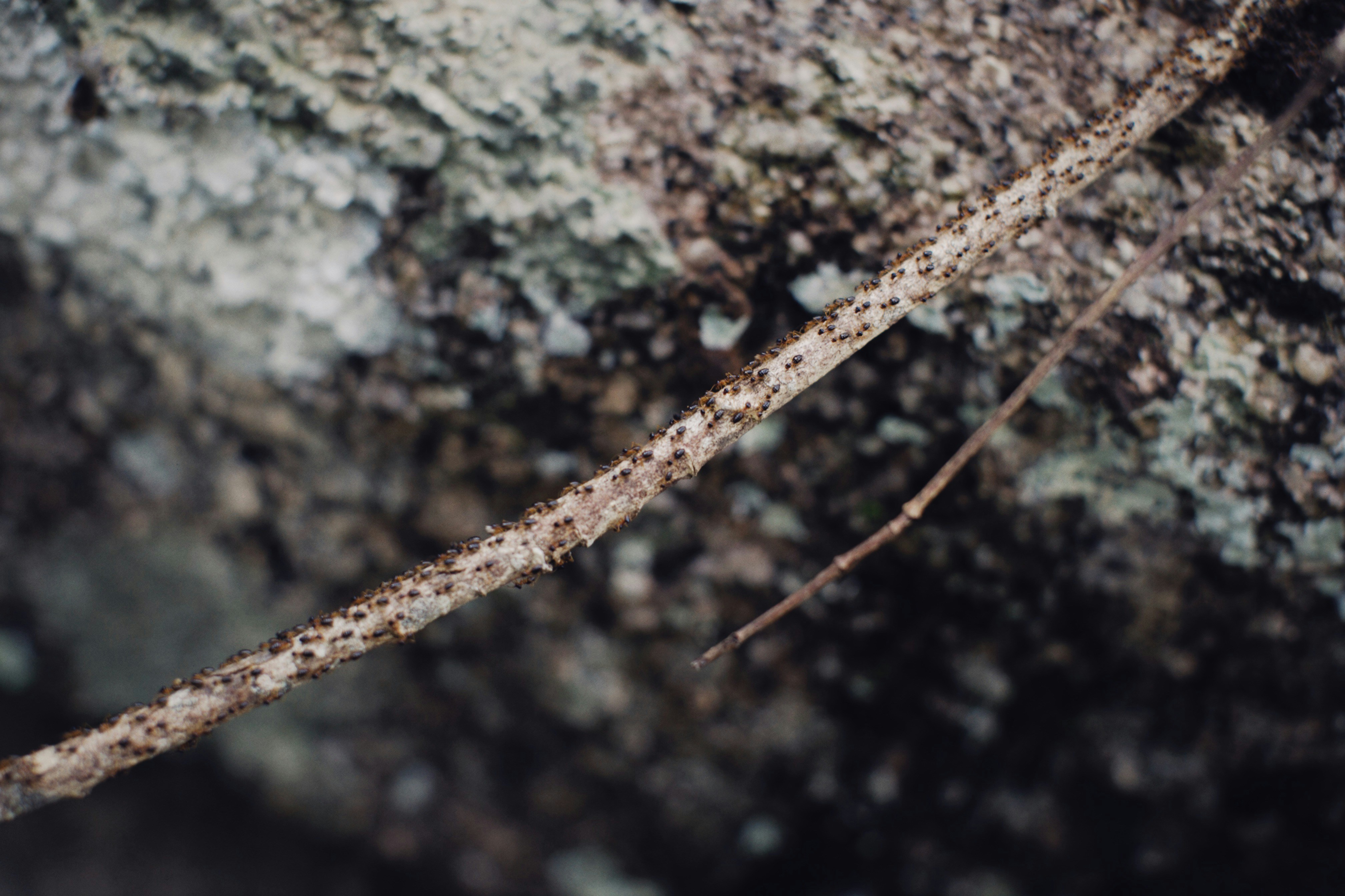 Photo by alexeydemidov