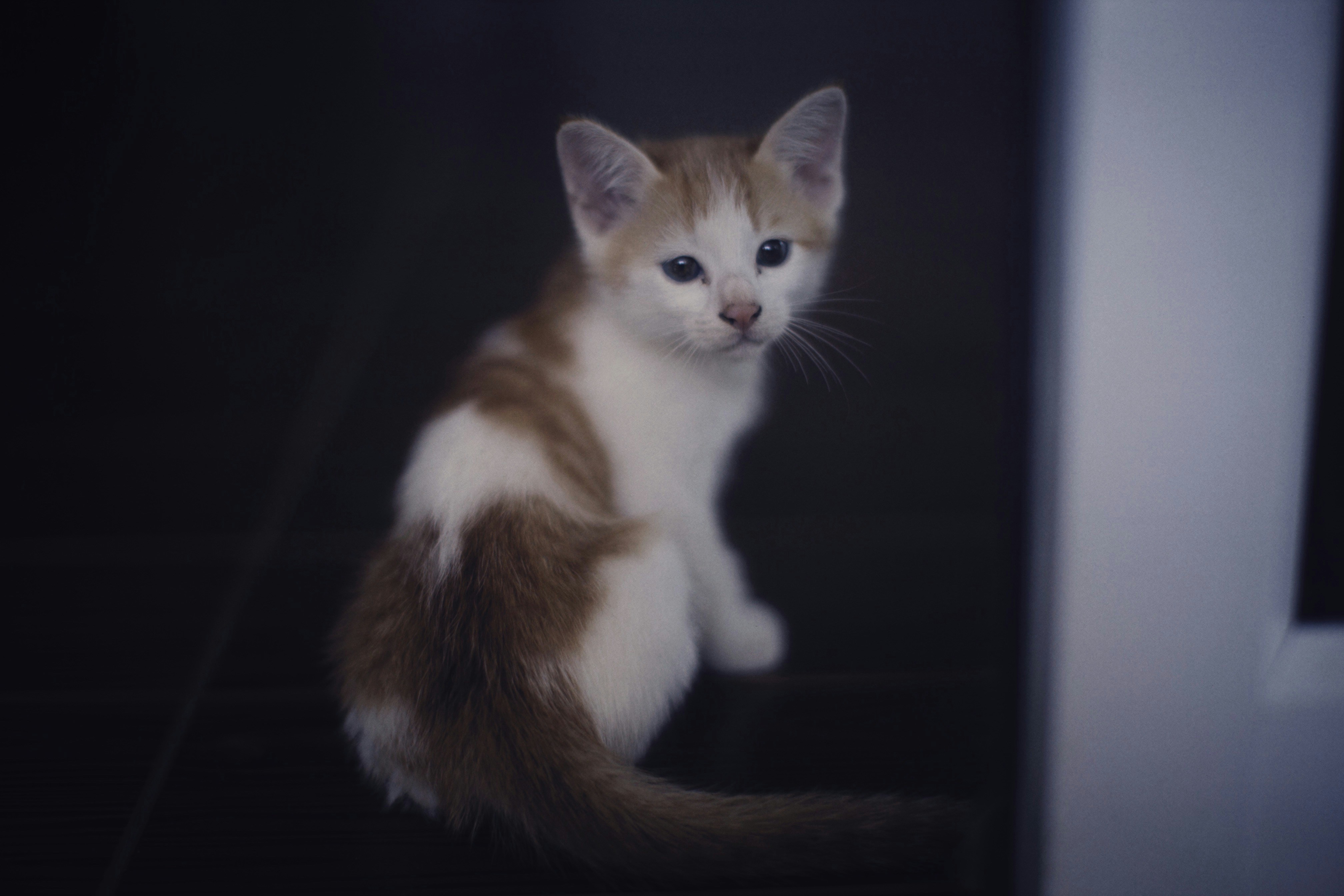 Photo by alexeydemidov