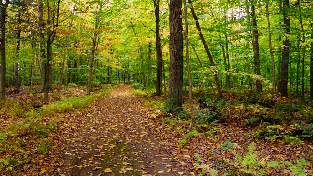 a path in the middle of a forest with lots of trees