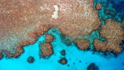 An aerial view of a vibrant coral reef meeting the clear blue ocean waters. The coral formations are varied in shape and size, creating intricate patterns as they contrast with the turquoise sea.