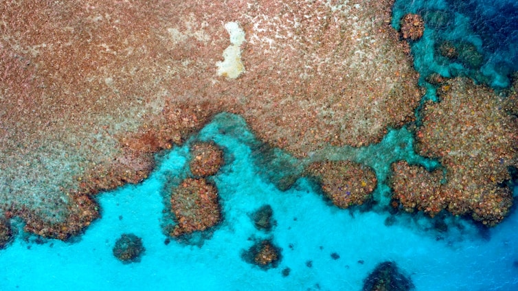An aerial view of a vibrant coral reef meeting the clear blue ocean waters. The coral formations are varied in shape and size, creating intricate patterns as they contrast with the turquoise sea.