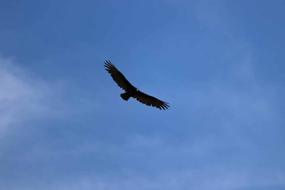 a large bird flying through a blue sky