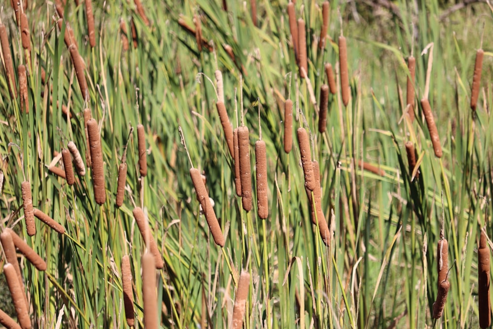 a field of tall grass with lots of brown flowers