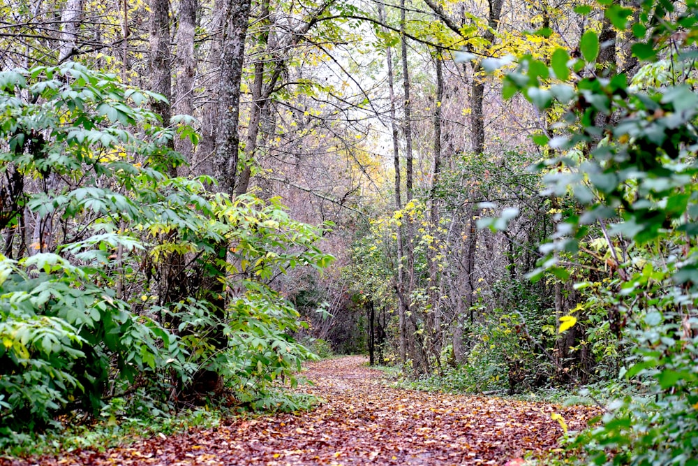 a dirt road surrounded by trees and leaves