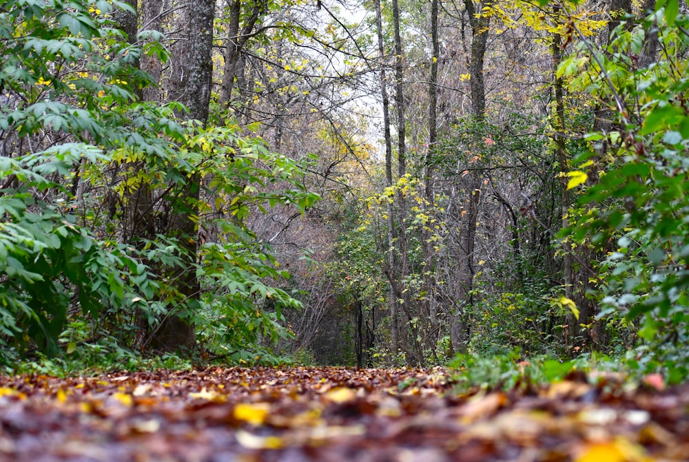 a forest filled with lots of trees and leaves