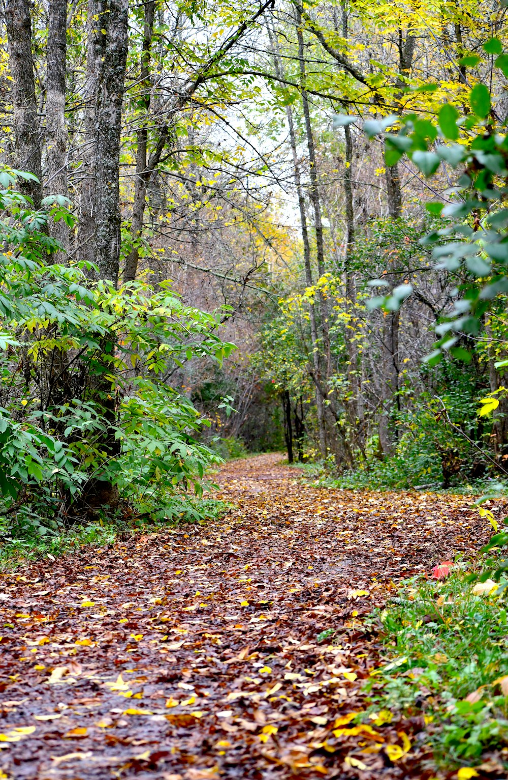 Un chemin dans les bois avec beaucoup de feuilles au sol