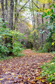 A serene woodland path covered with brown and yellow fallen leaves. Tall trees with green leaves arch over the trail, creating a tranquil and inviting atmosphere. The dense foliage and natural setting suggest a peaceful, secluded environment.